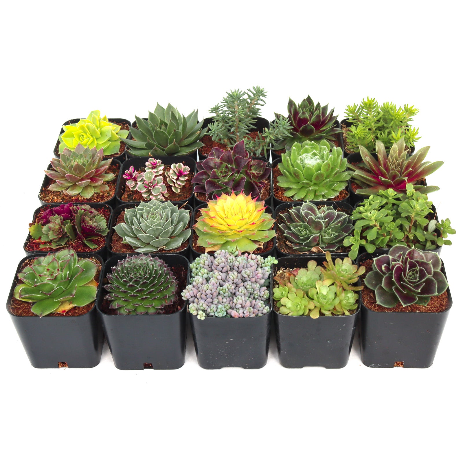 succulents in pots for sale Hardy Outdoor Succulents Pack (6-20 Plants, 2" Pots) – Leaf & Clay