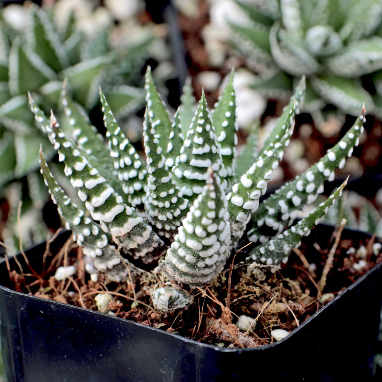 haworthia zebra succulent plant Haworthia 'Big Band Zebra Plant'
