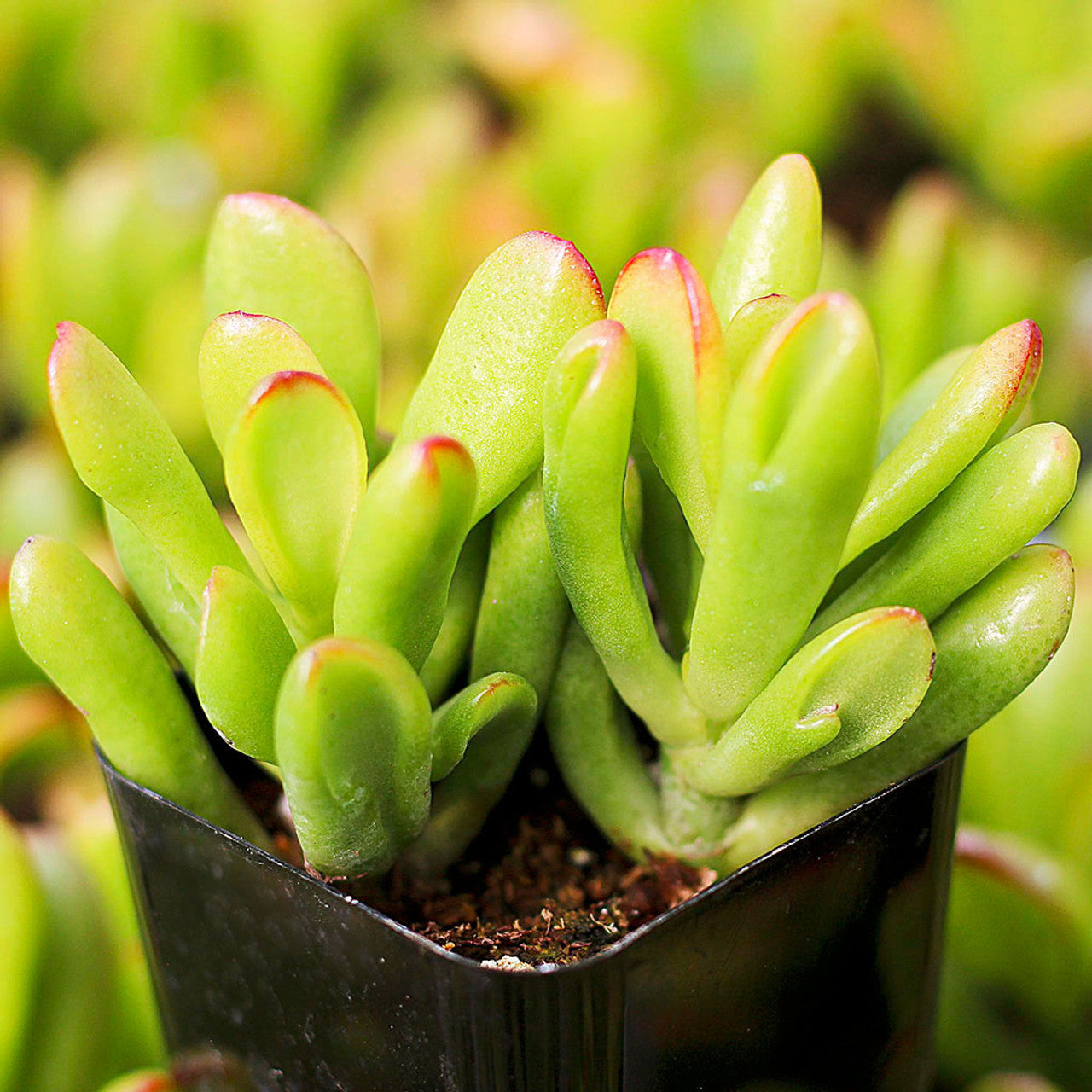 succulent tubular leaves Crassula ovata 'Hobbit' Jade