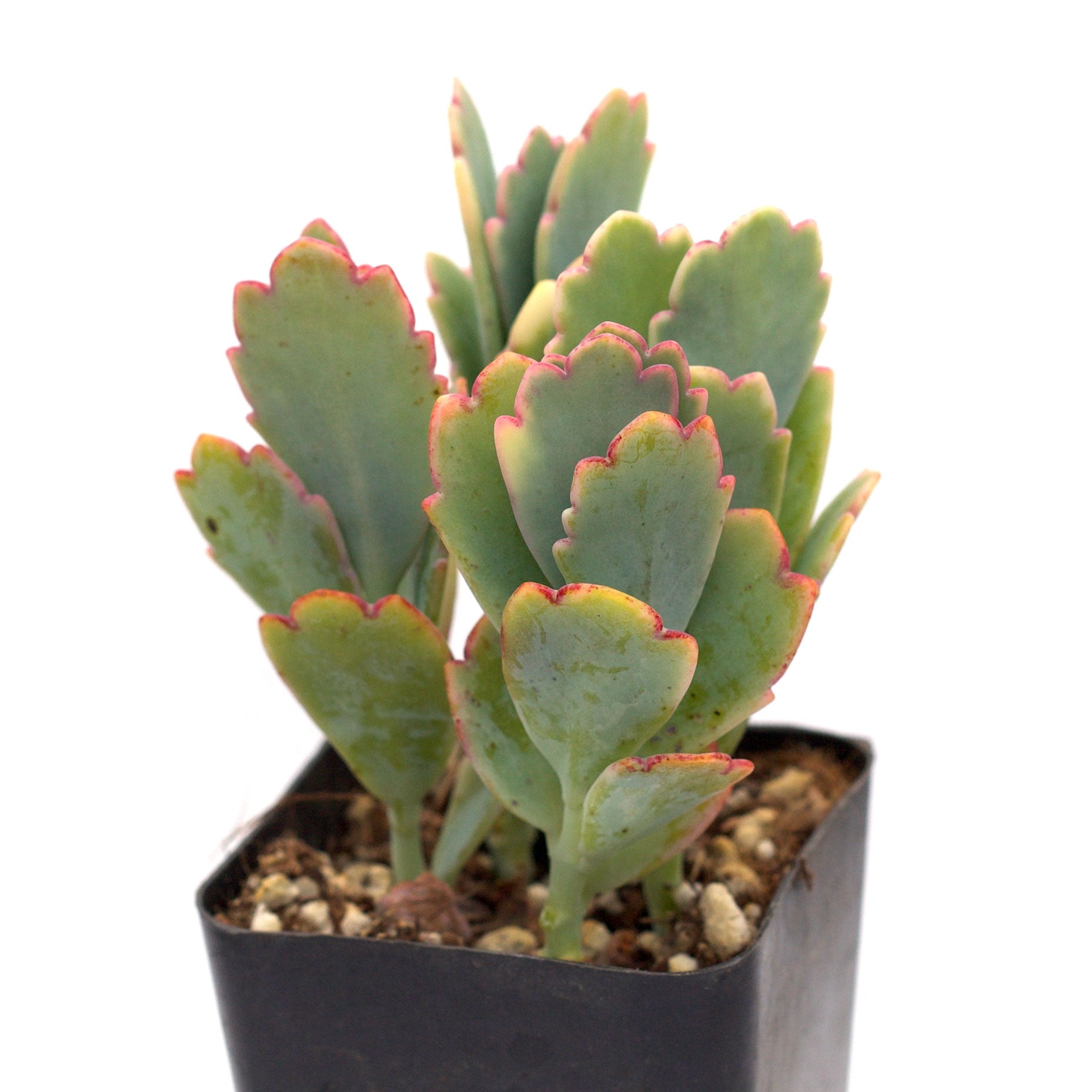lavender scallops plant Kalanchoe fedtschenkoi 'Lavender Scallops'