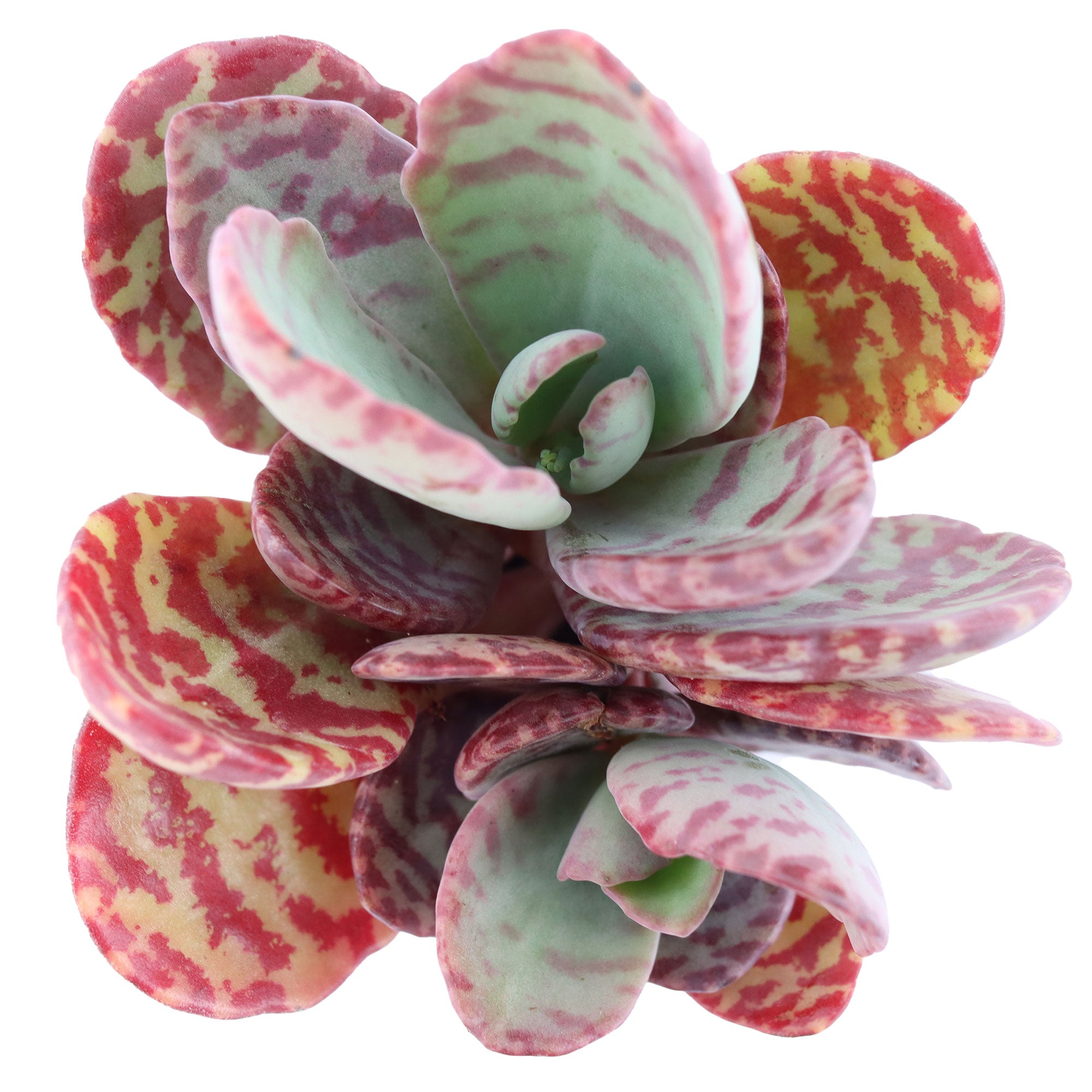 succulent with striped leaves Kalanchoe Humilis Desert Surprise for Sales