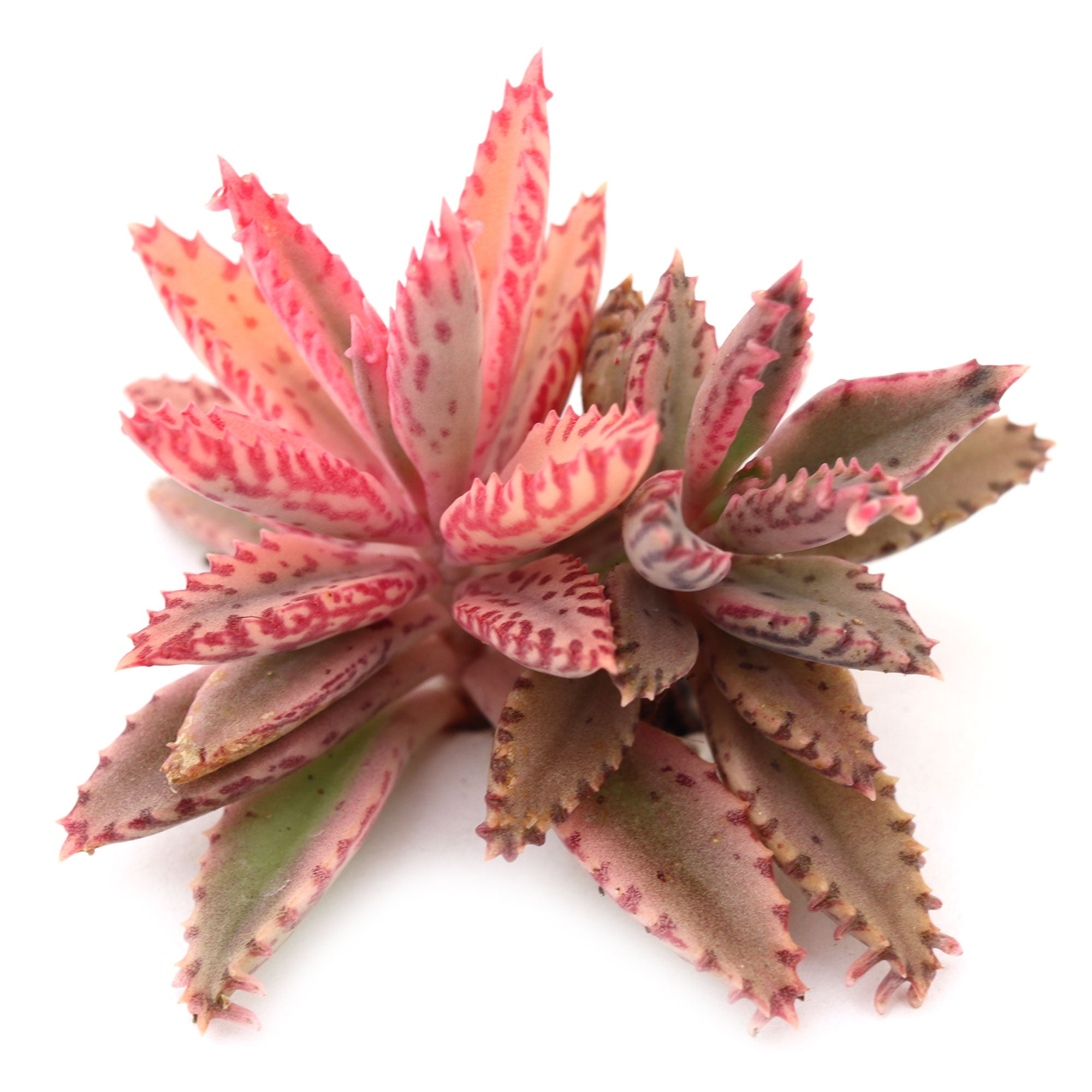 pink butterfly succulent Kalanchoe 'Pink Butterflies'