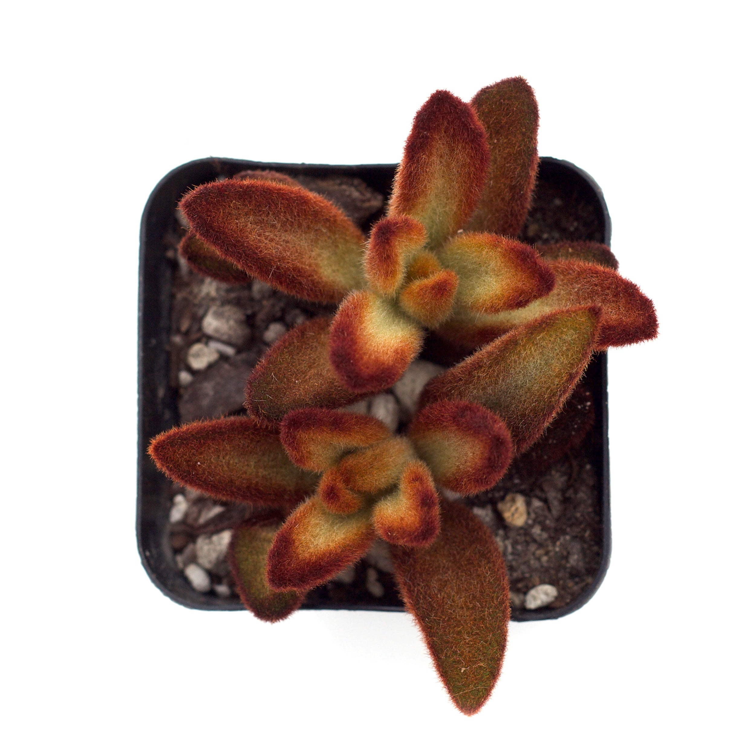 kalanchoe cinnamon succulent Kalanchoe tomentosa 'Cinnamon'