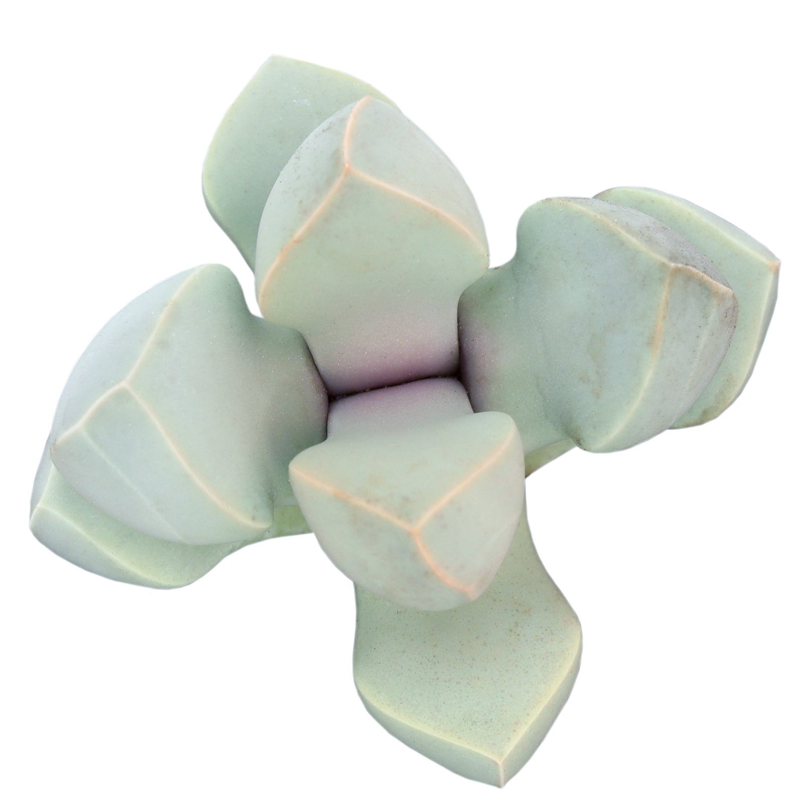 karoo rose succulent Lapidaria 'Karoo Rose'