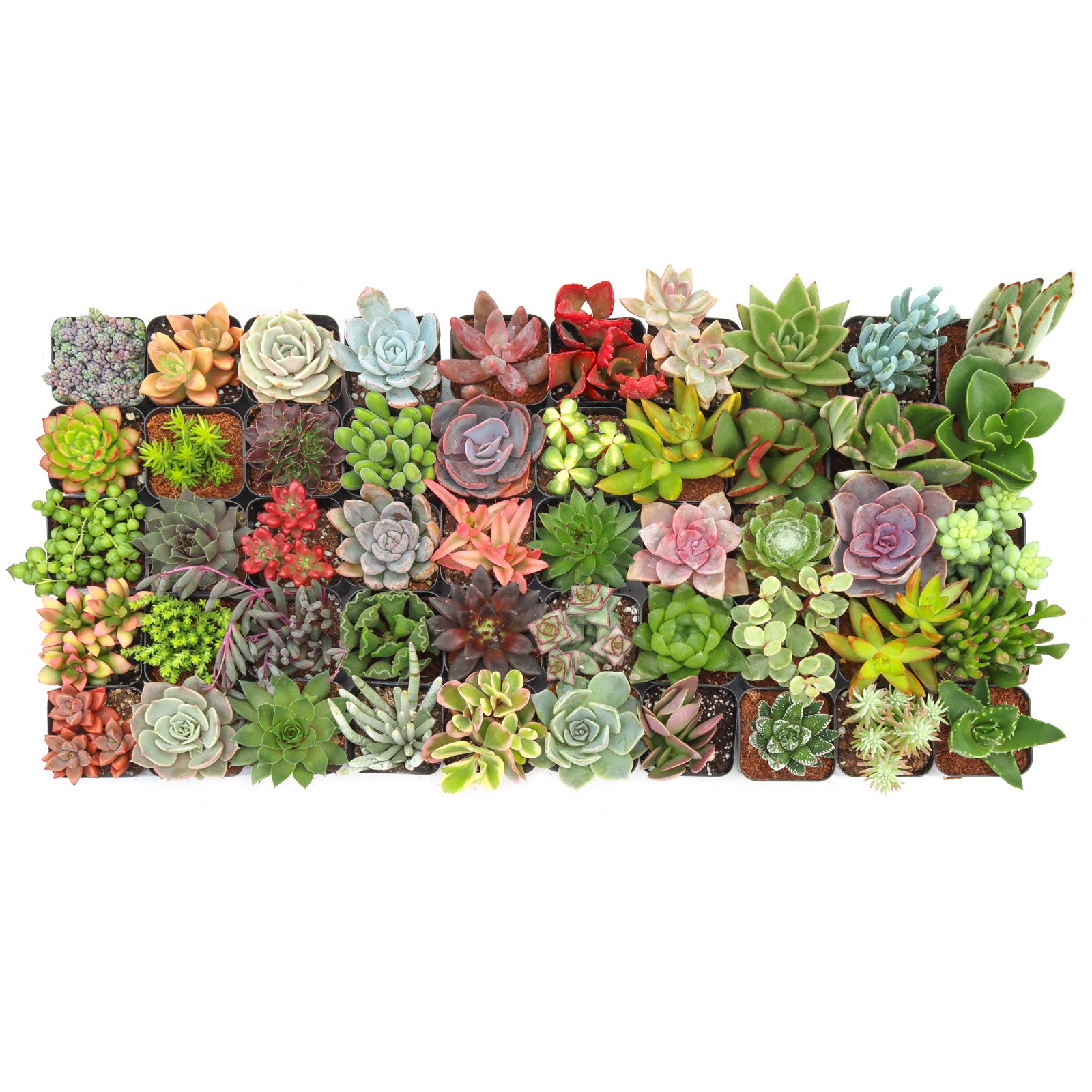 succulent variety Max Variety Pack
