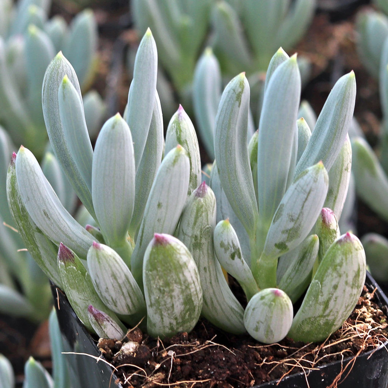 succulent senecio blue chalk fingers Senecio serpens 'Mini Blue Chalksticks'