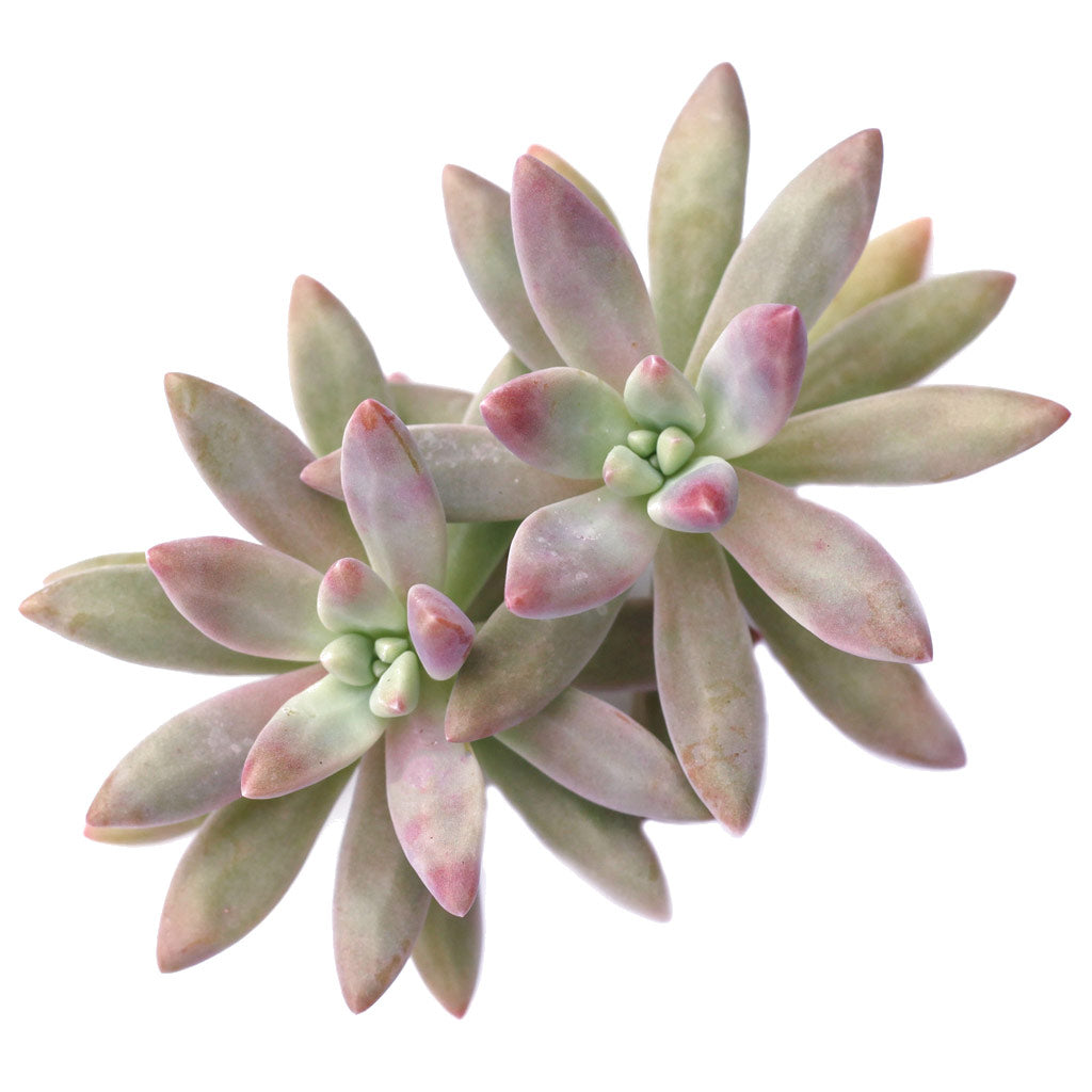 francesco baldi succulent Graptosedum 'Francesco Baldi'