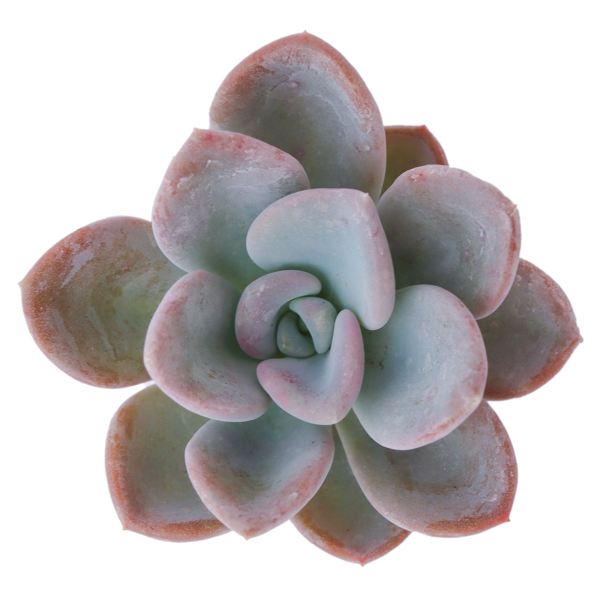 pachyveria succulent Pachyveria 'Orpet'
