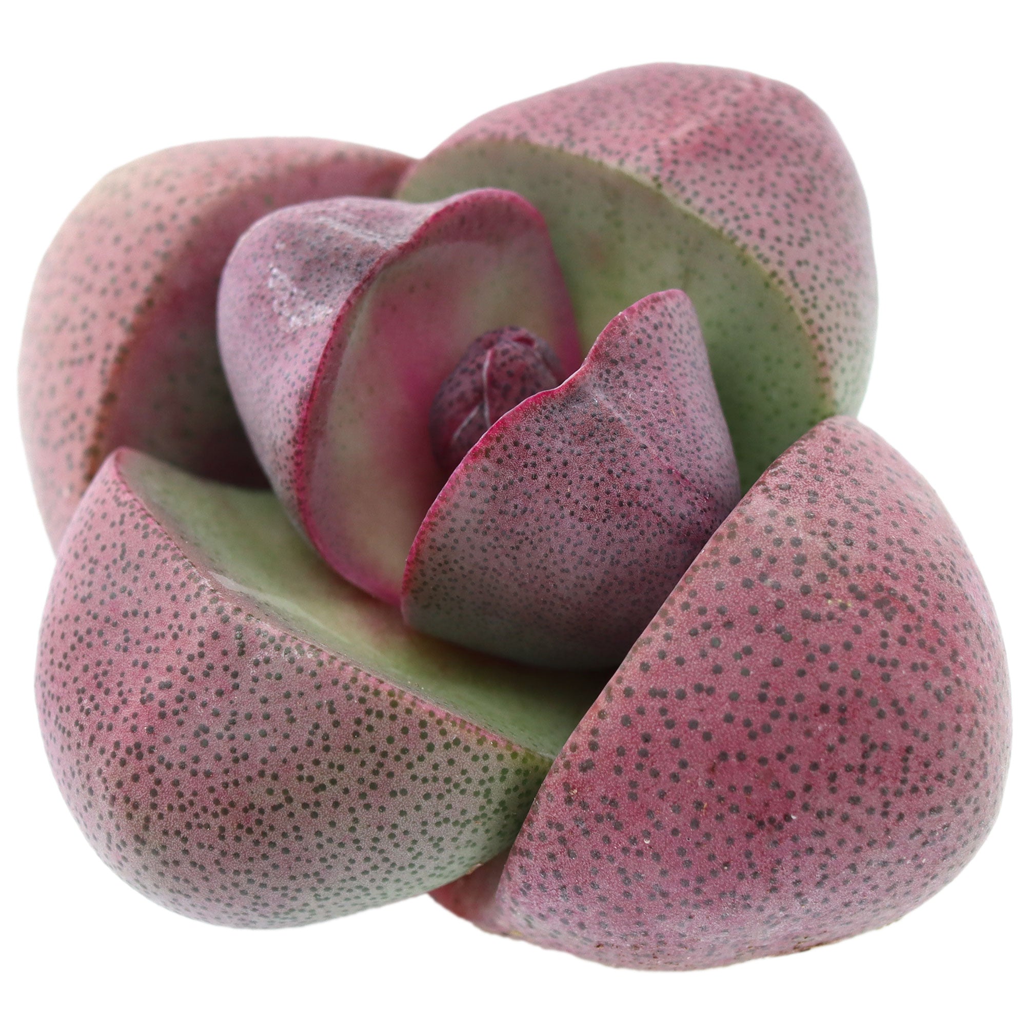 split rock succulent Royal Flush Succulent - Purple Split Rock for Sale