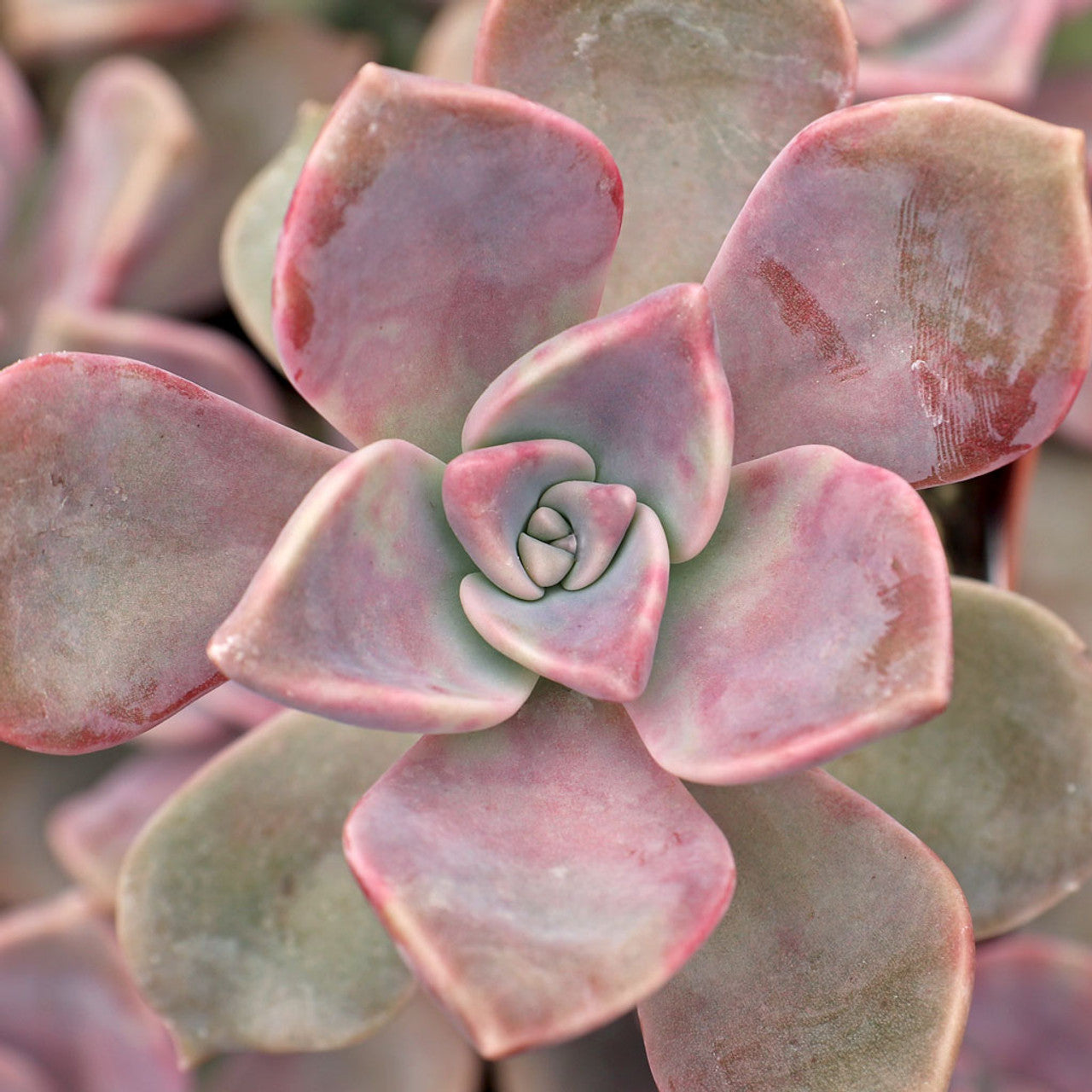 purple delight succulent Graptopetalum 'Purple Delight'