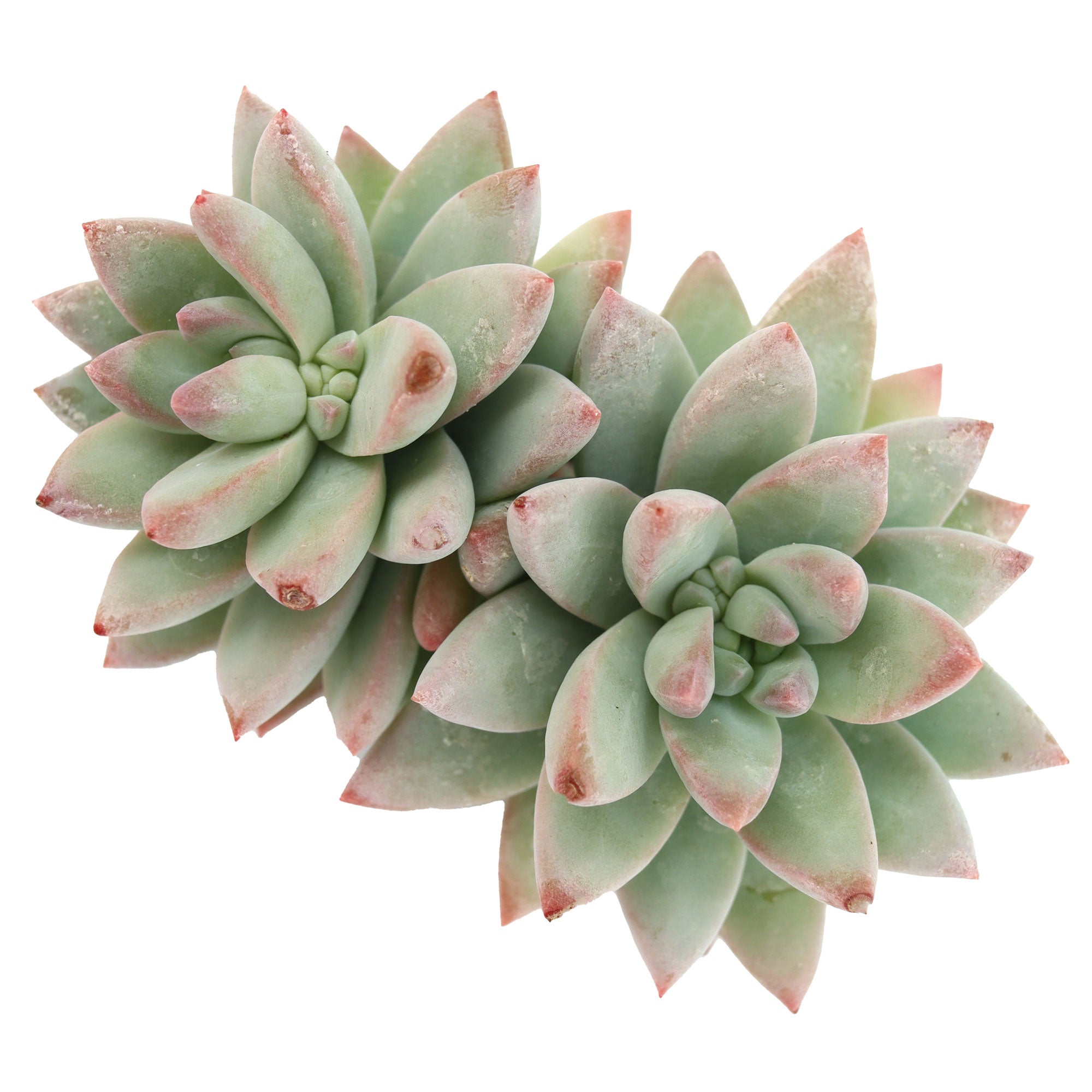 blue burrito succulent Sedeveria 'Blue Burrito'