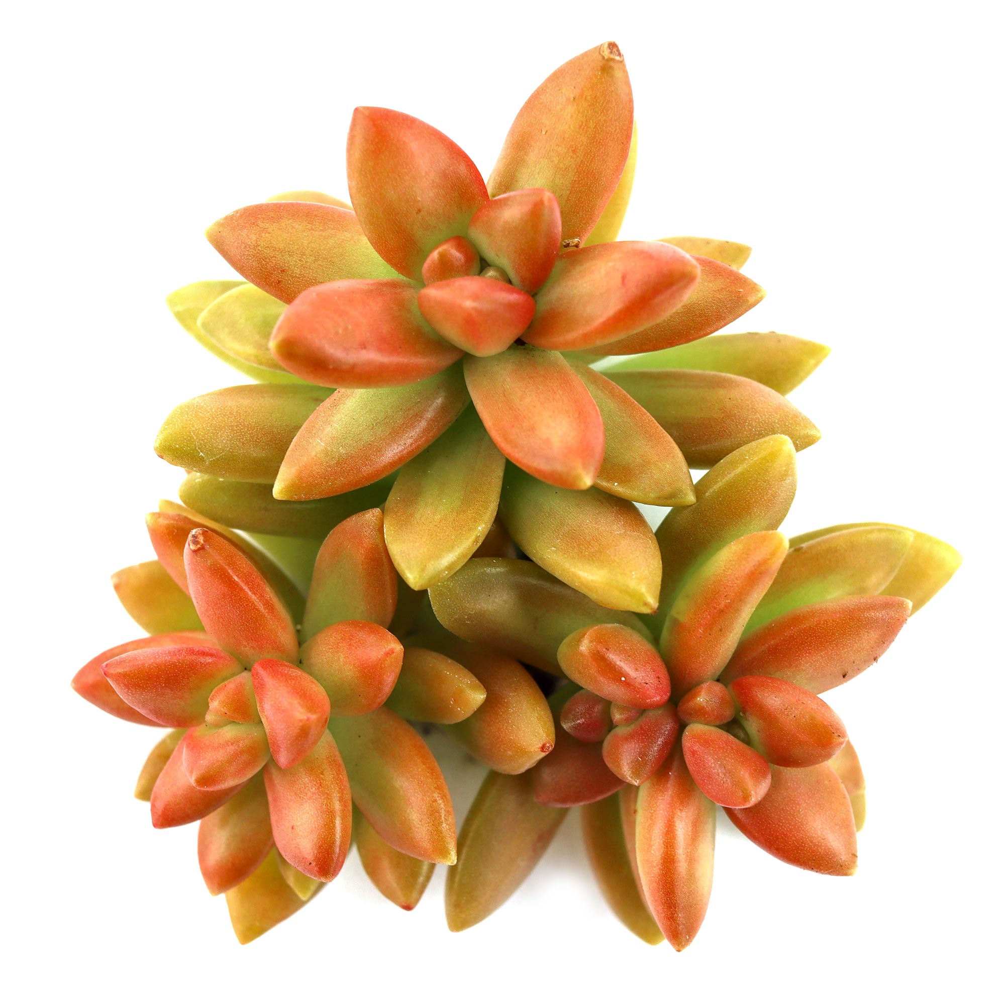 sedum firestorm succulent Sedum adolphii 'Firestorm'