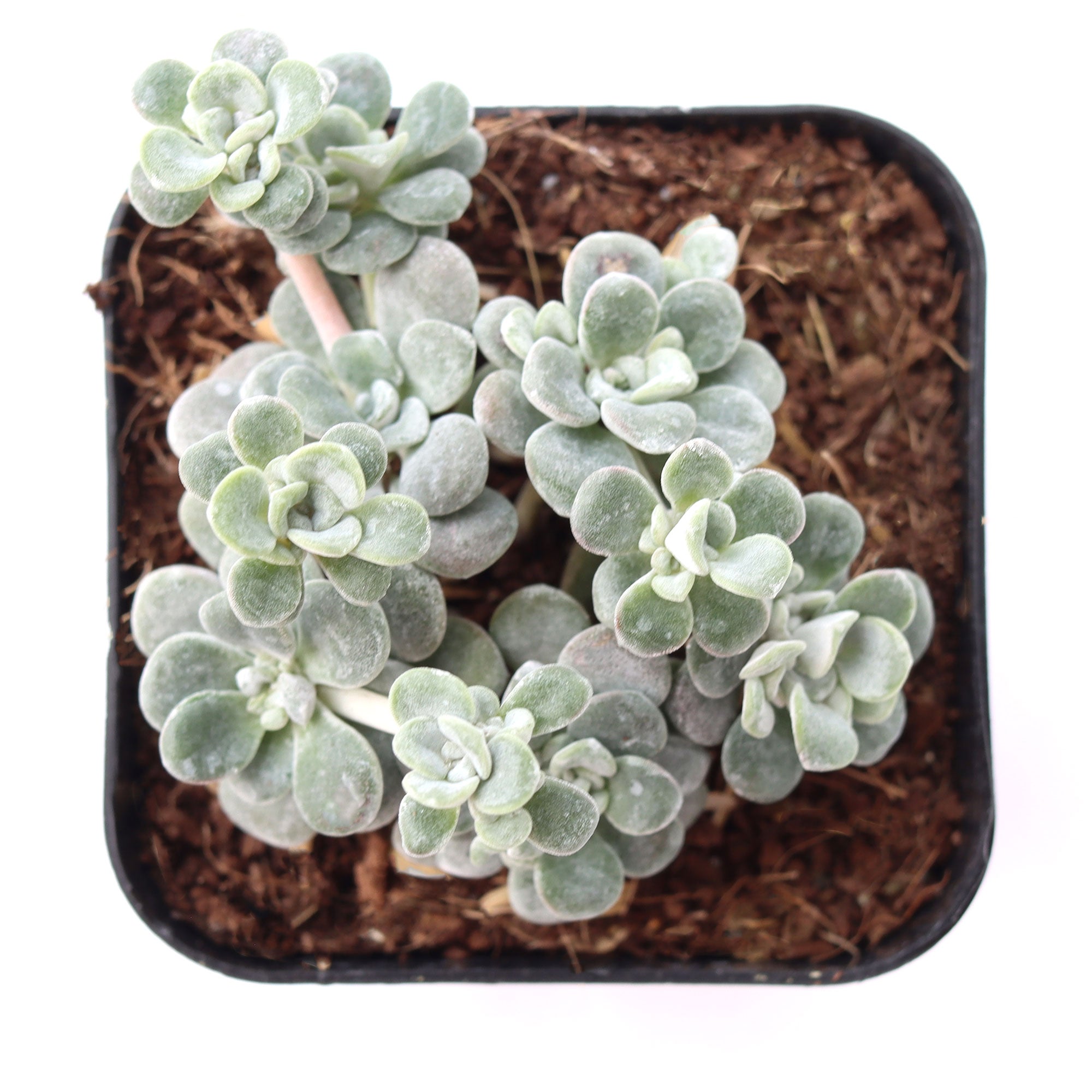 succulent moon Sedum spathulifolium 'Harvest Moon'