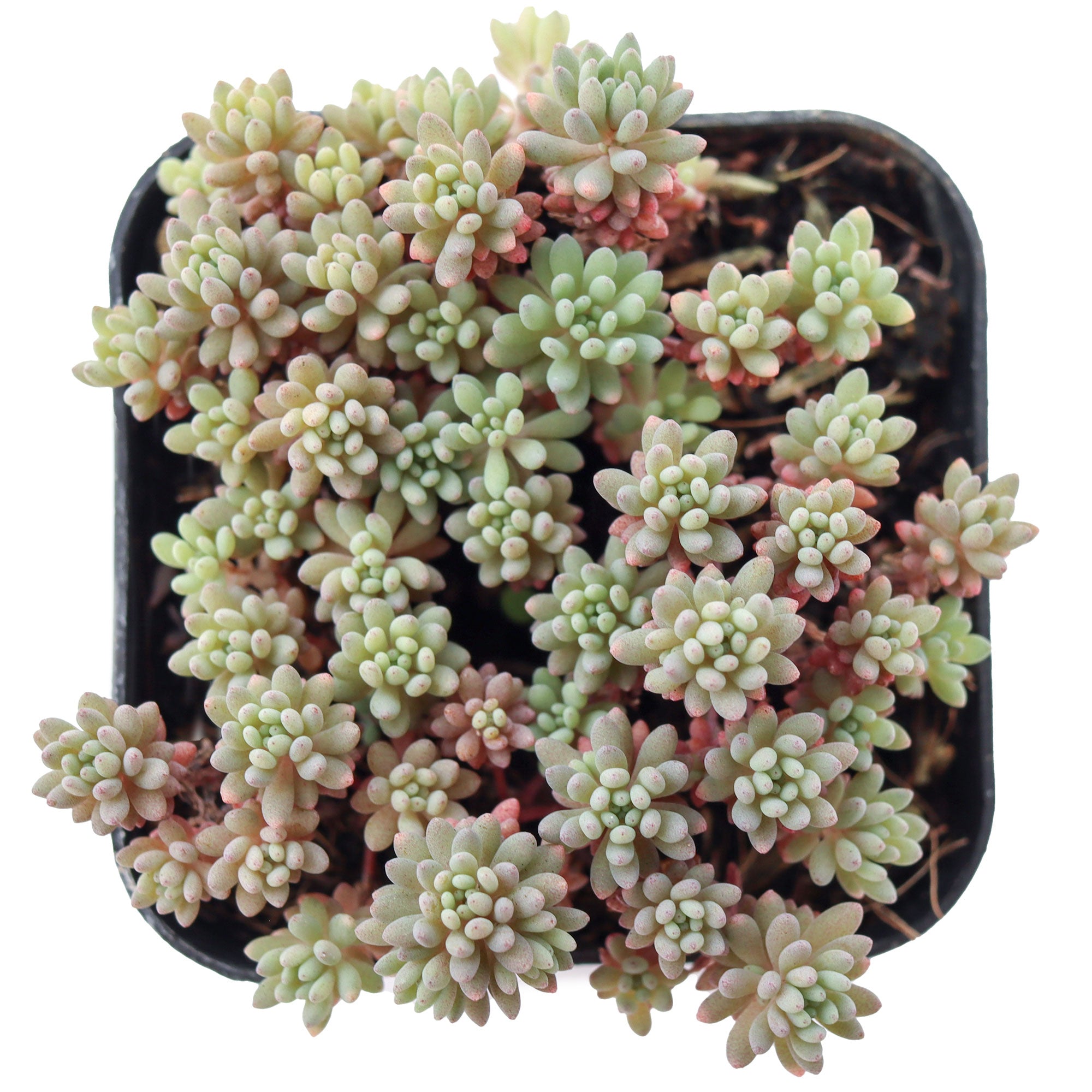 hispanicum succulent Sedum hispanicum 'Blue Carpet'
