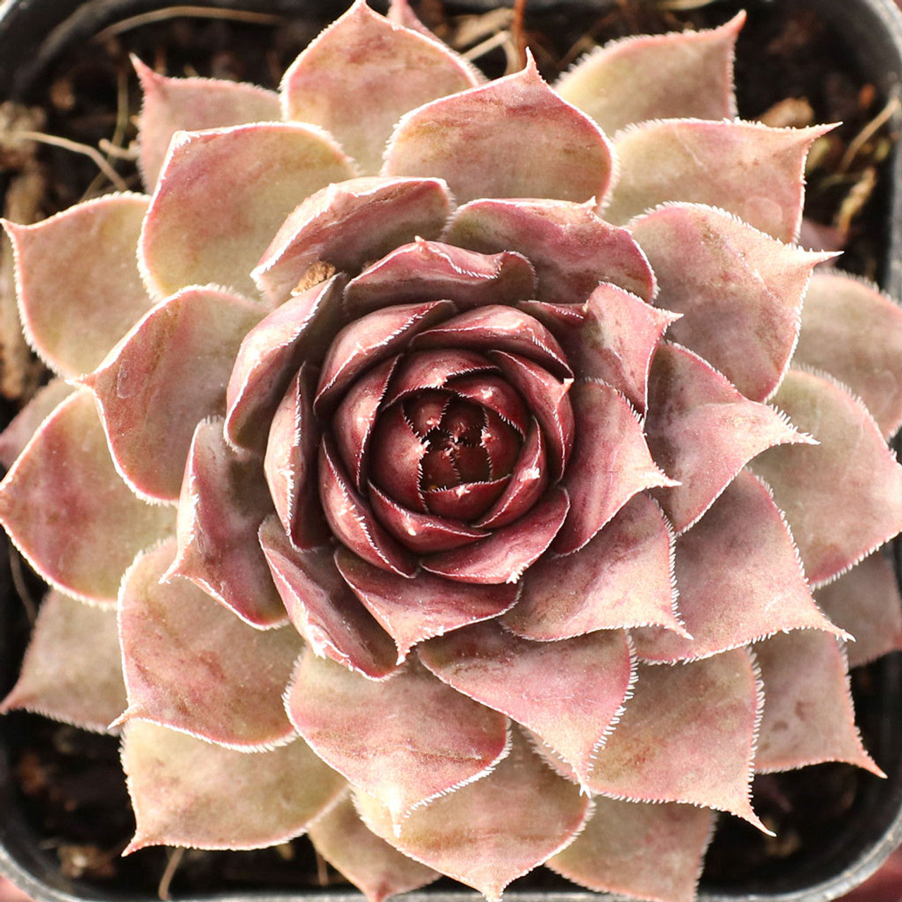 semp succulent Sempervivum 'Telfan'