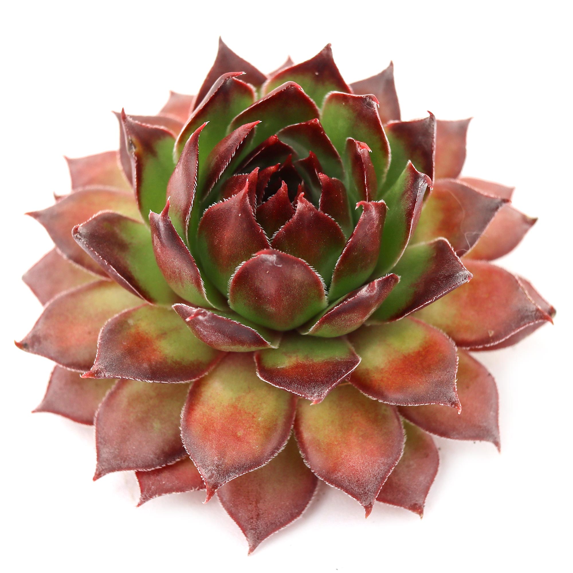 is sempervivum a succulent Sempervivum 'Black'