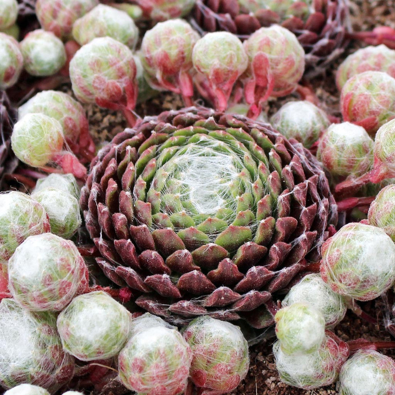 cobweb succulents Sempervivum arachnoideum 'Cebenese'