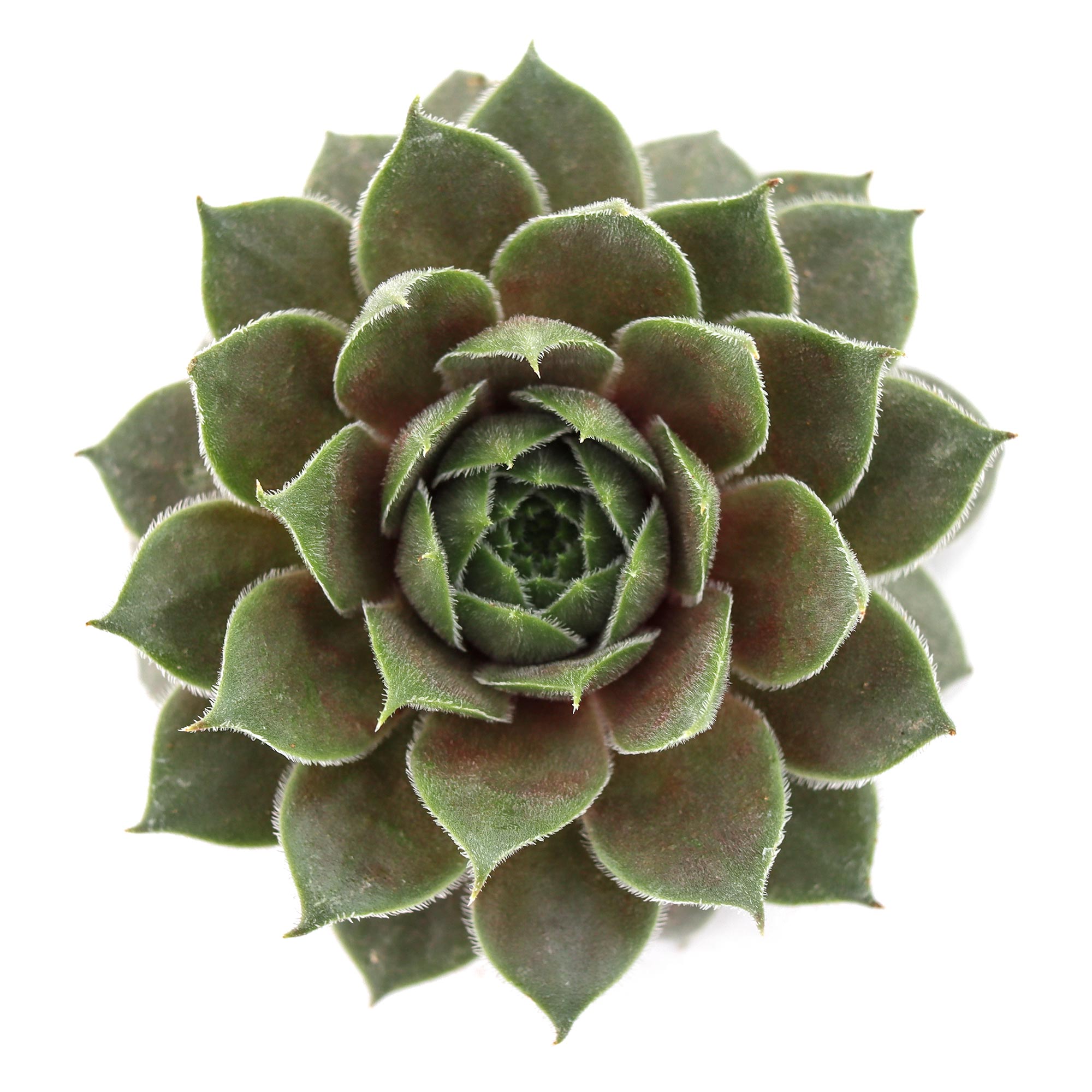 ohio succulents Sempervivum 'Ohio Burgundy'