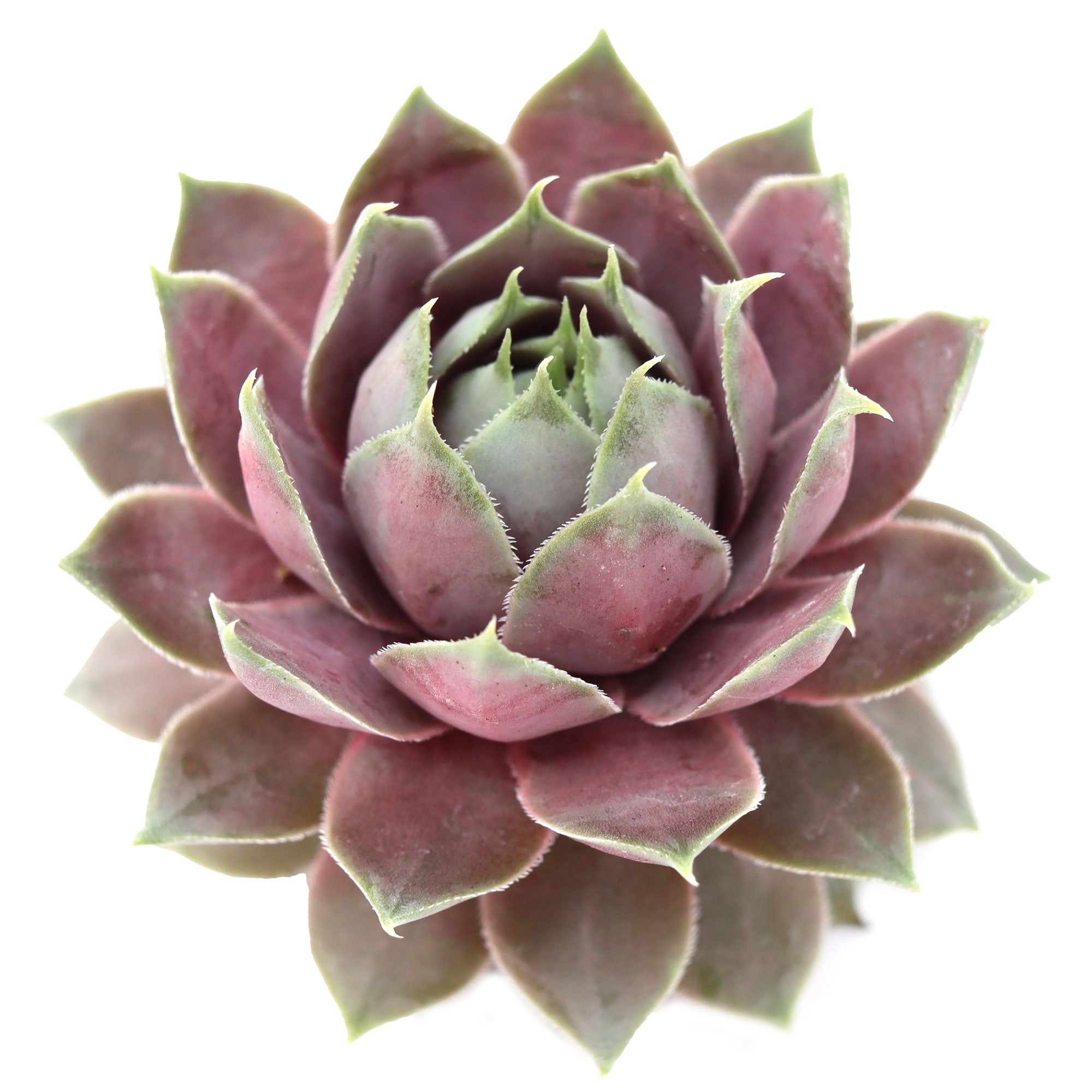is a lotus a succulent Sempervivum 'Pink Lotus'