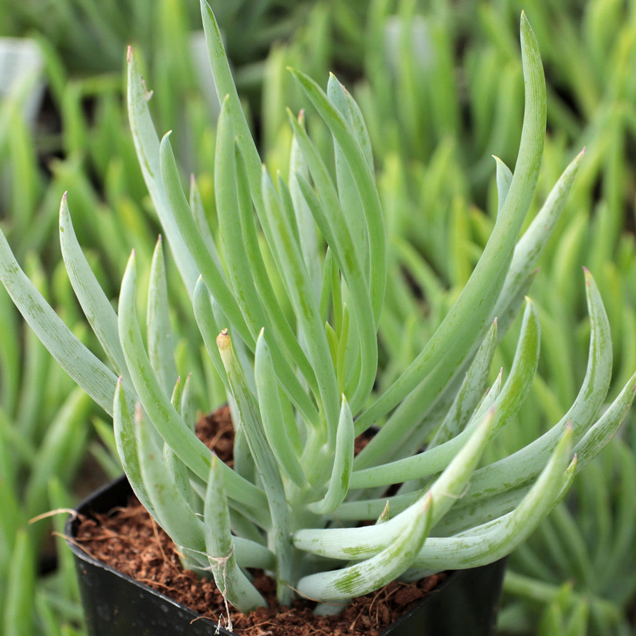 senecio verde fingers succulent plant Senecio vitalis 'Serpents' 'Blue Chalk Fingers'