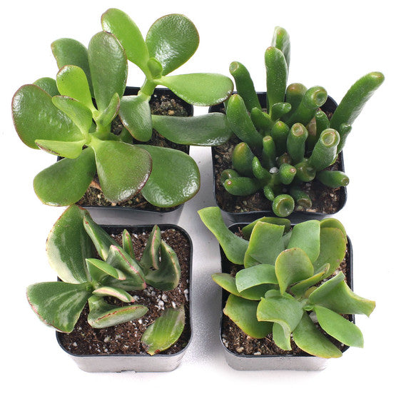 'Jade Succulent' 4-Pack - 2" Pots w/ ID