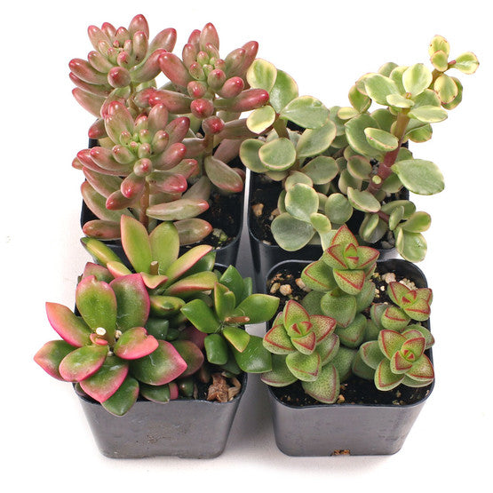 'Variegated & Multicolor' 4-Pack - 2" Pots w/ ID