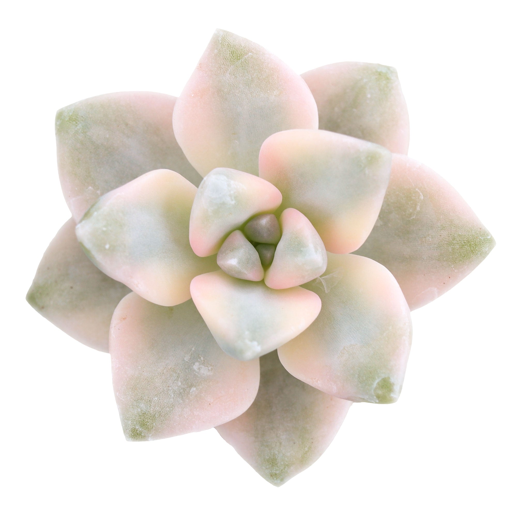 graptoveria titubans succulent Graptoveria 'Titubans Variegata' – Variegated Porcelain Succulent