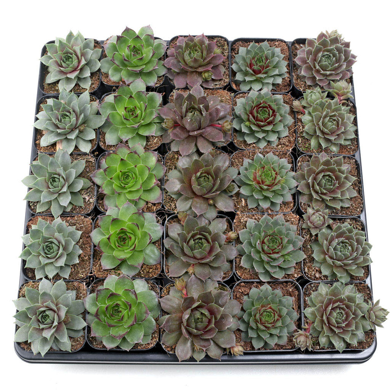 semp succulent Sempervivum Bulk Pack (25-50 Plants, 2" Pots) – Leaf & Clay
