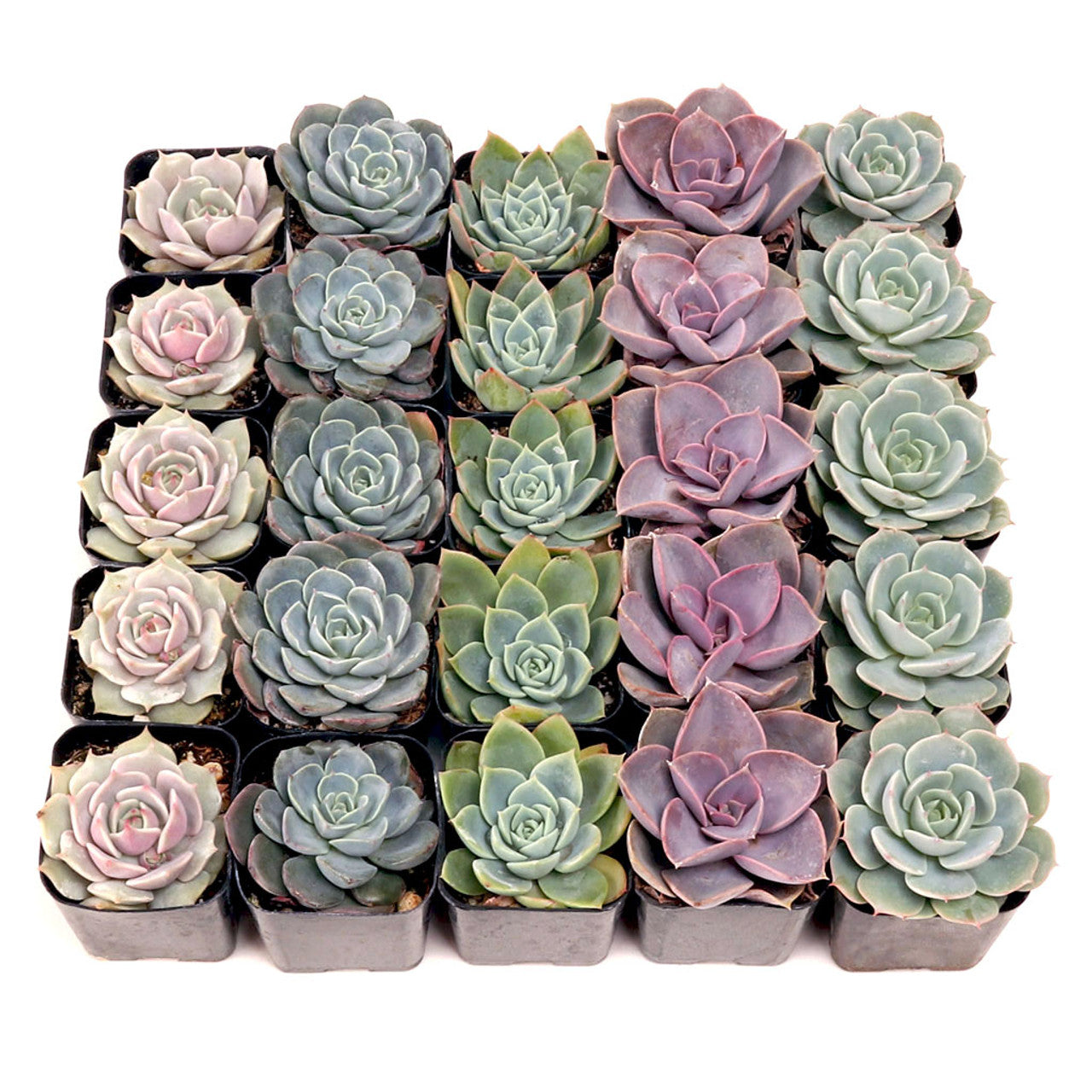 bulk succulent trays Echeveria Bulk Pack (25-50 Plants, 2" Pots) – Leaf & Clay