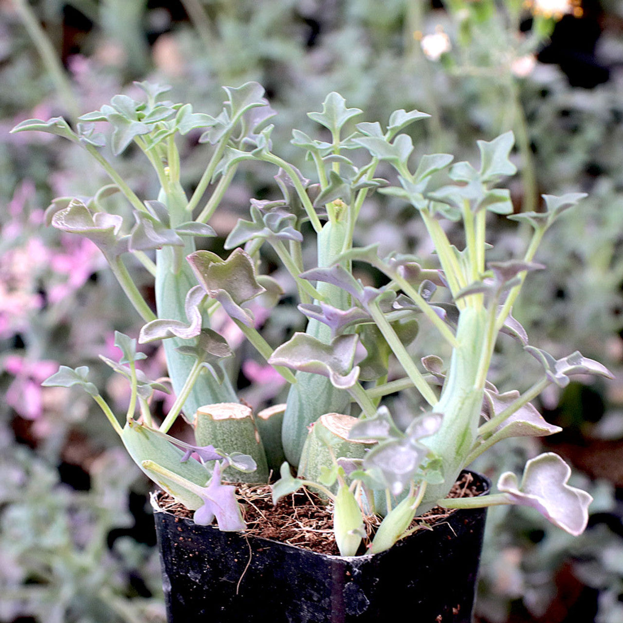 candle succulent plant Senecio articulatus 'Candle Plant'