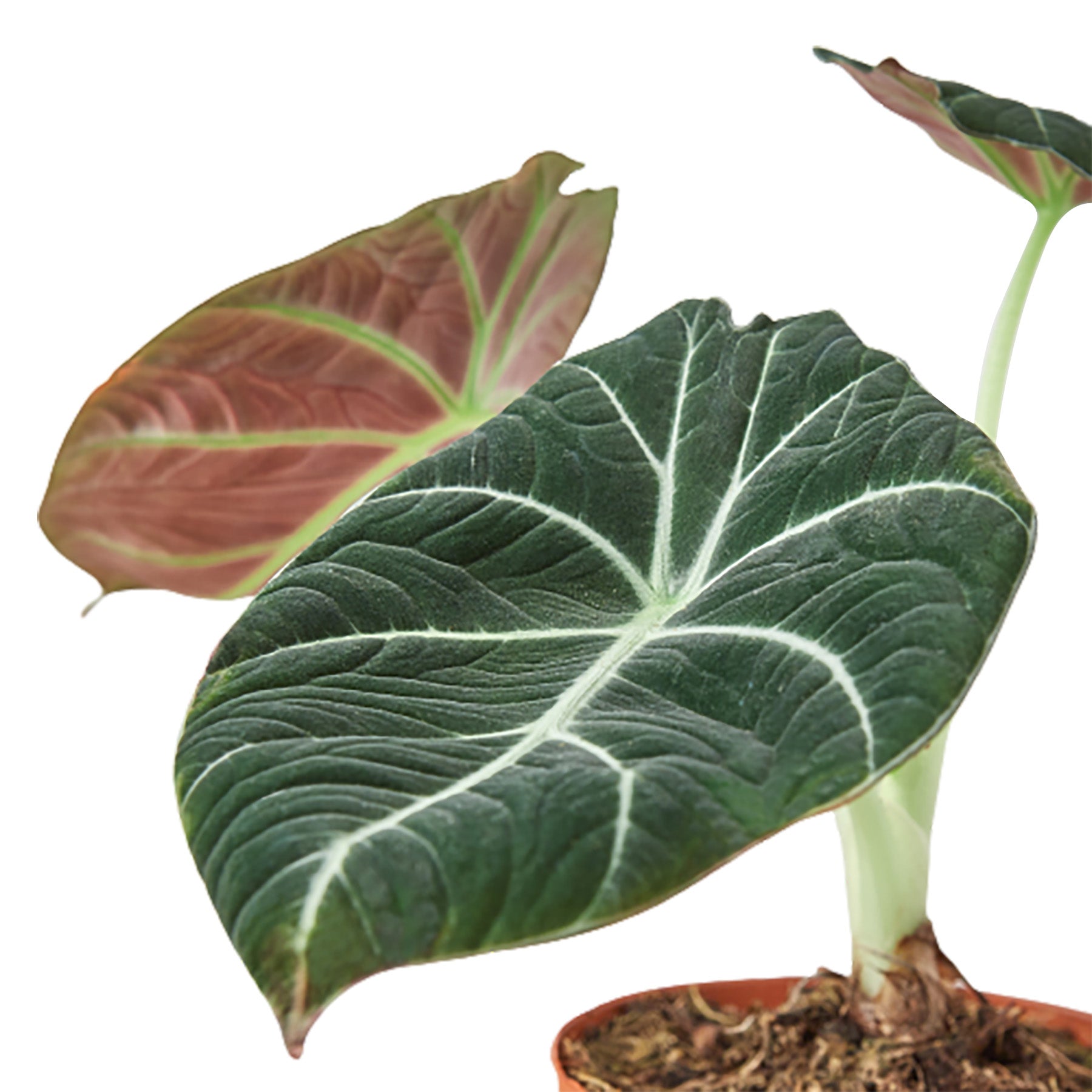 How to Plant, Grow, and Care for Alocasia Black Velvet - Full Guide
