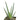 Aloe plicatilis 'Fan Aloe'
