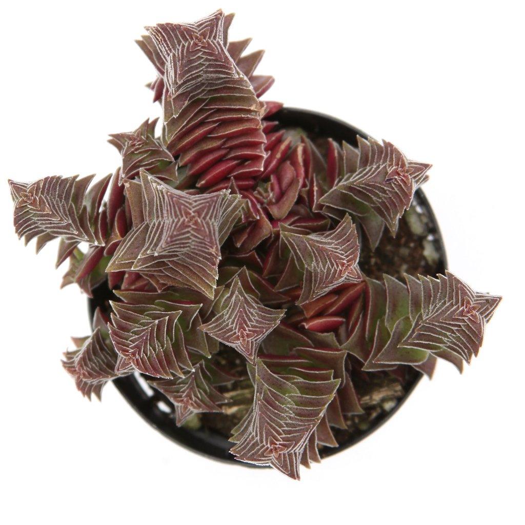 pagoda plant succulent Crassula capitella 'Red Pagoda Village'