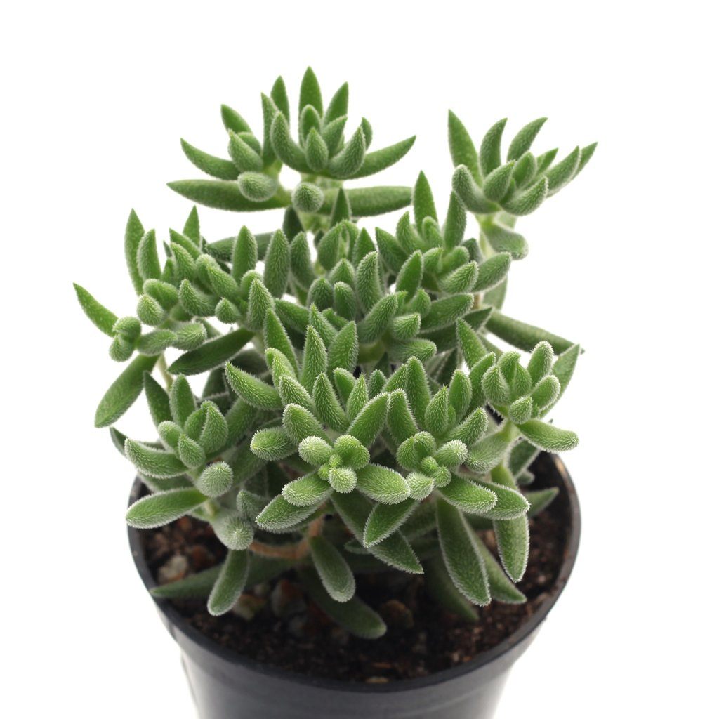 mesembryanthemoides succulent Crassula mesembryanthemoides