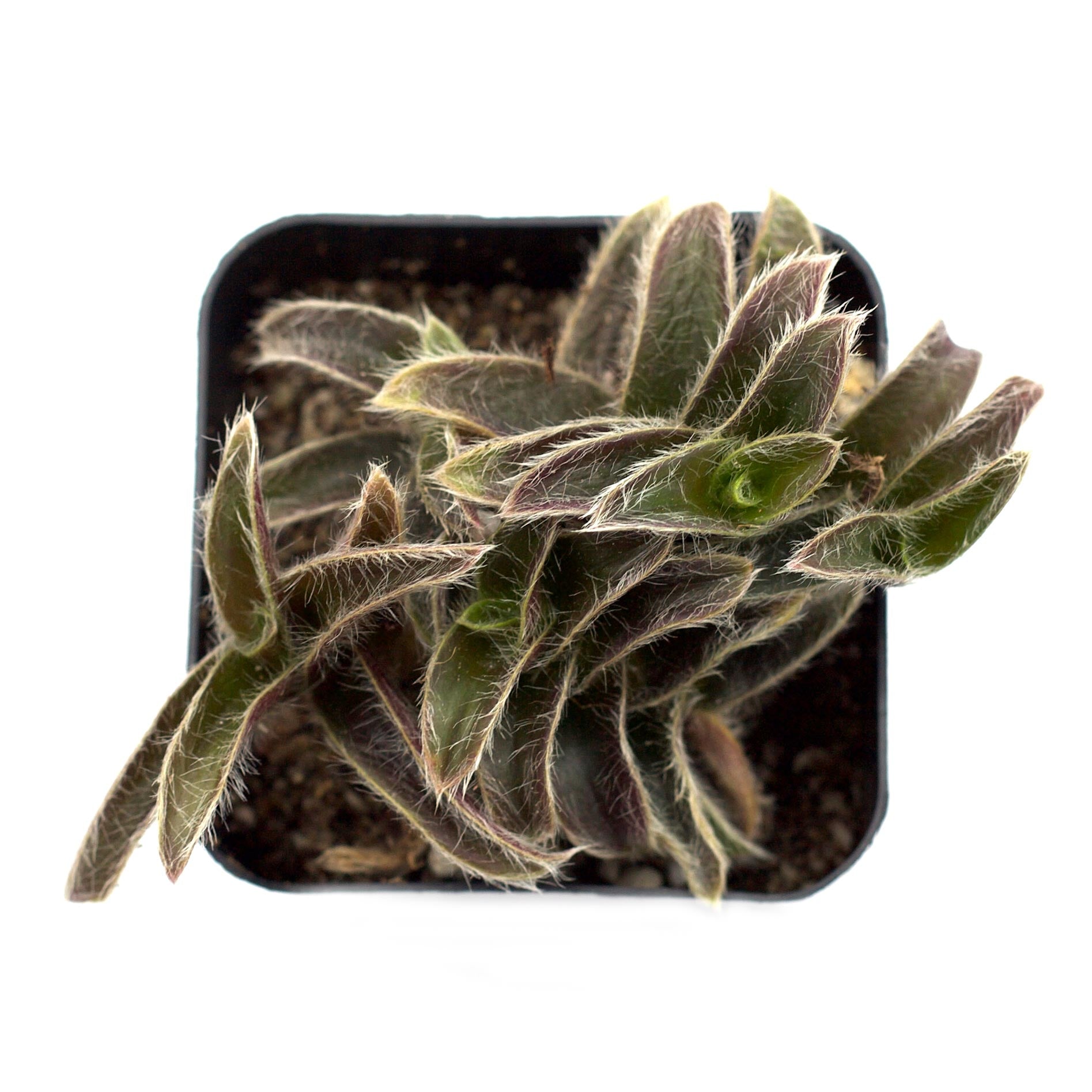succulent pussy Cyanotis somaliensis 'Pussy Ears'