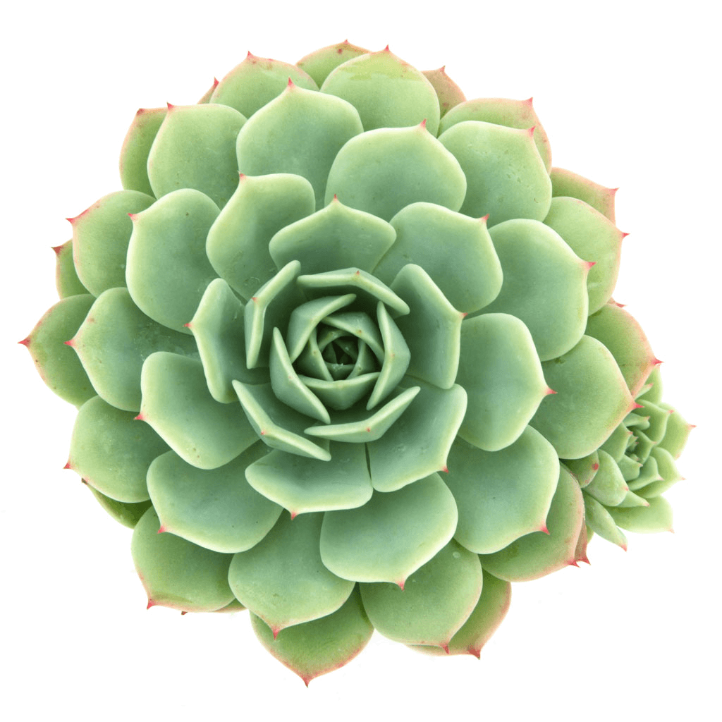 green abalone succulent Echeveria 'Abalone'