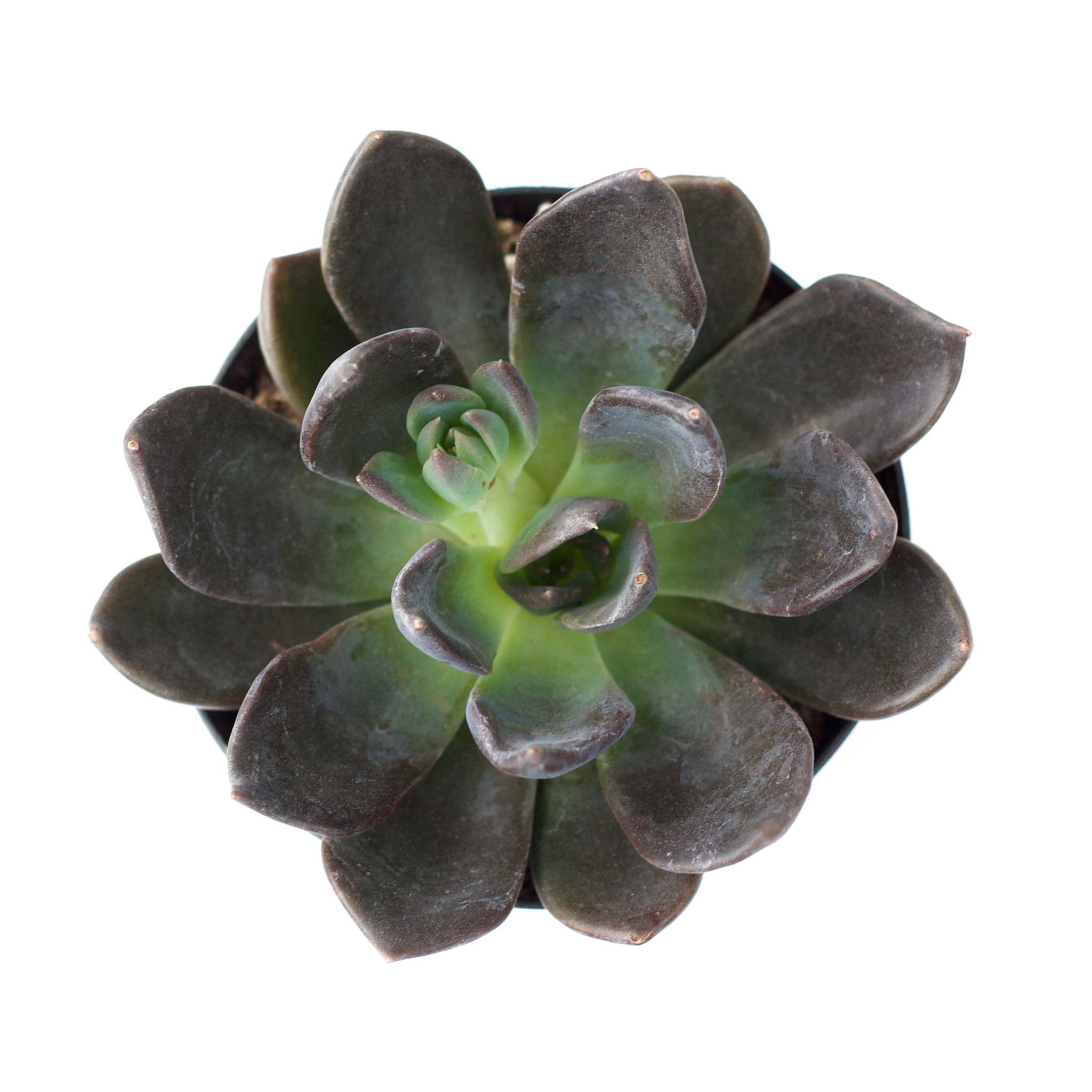 dark unison succulent Echeveria 'Dark Moon' PP28685