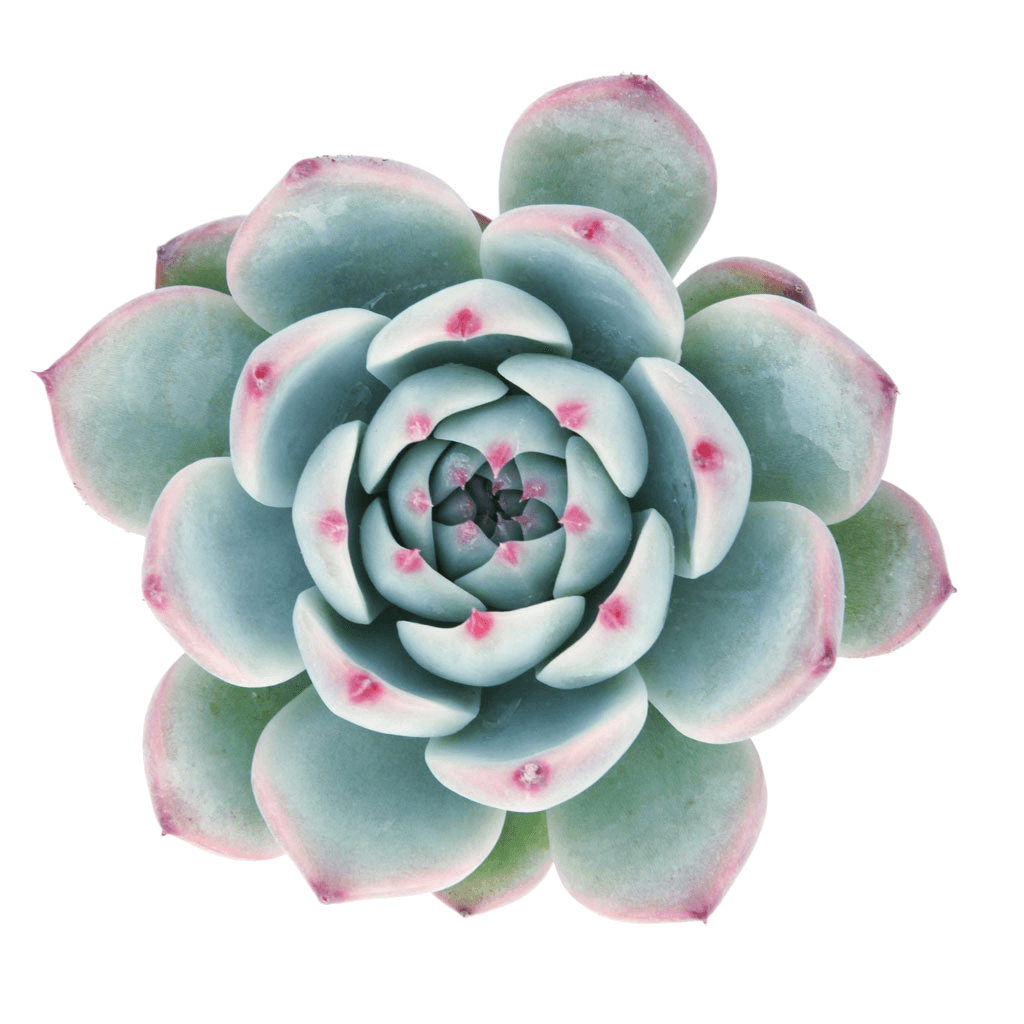 light green succulent with pink tips Echeveria 'Tippy'
