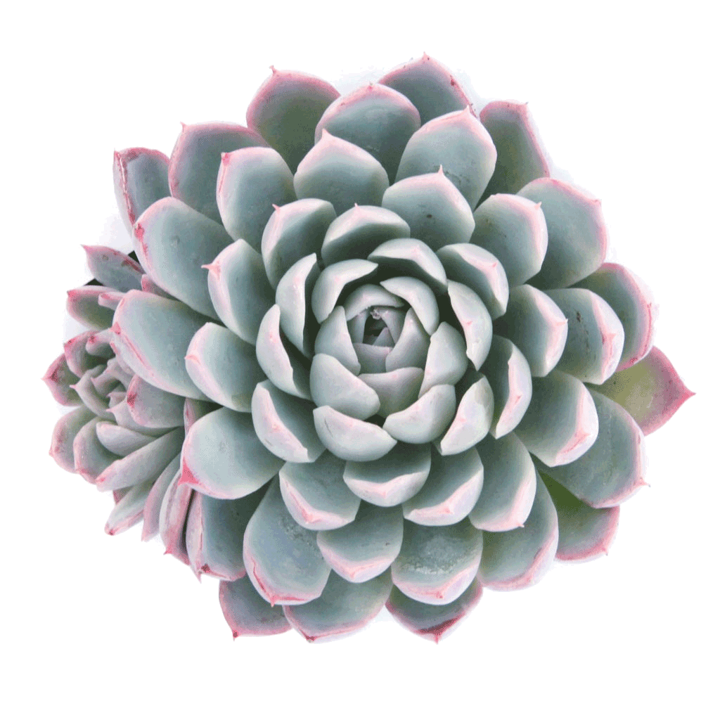 echeveria violet queen succulent Echeveria 'Violet Queen'