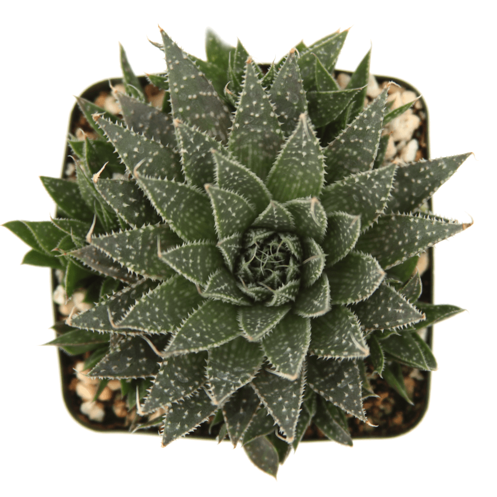 aristata succulent Aloe aristata - Lace Aloe