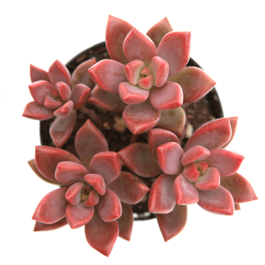 alpenglow succulent care Graptosedum 'Alpenglow'