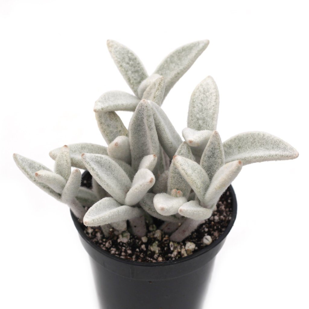 snow white panda succulent Kalanchoe eriophylla 'Snow White Panda Plant'