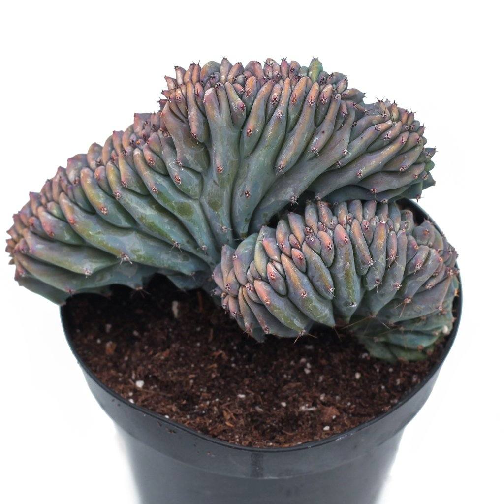 dinosaur back succulent Myrtillocactus geometrizans f. cristata - Dinosaur Back