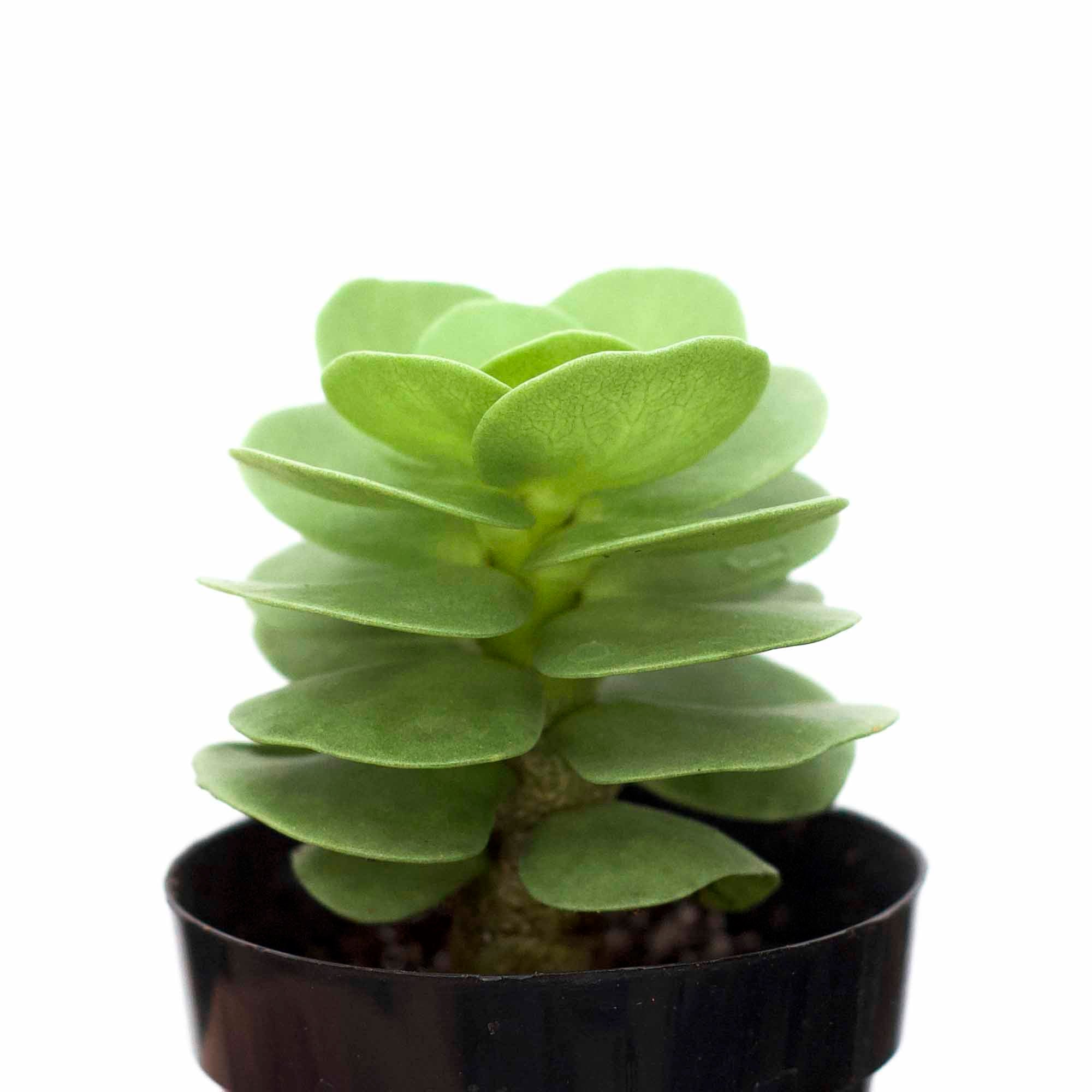 ihi succulent Portulaca molokiniensis 'Ihi'