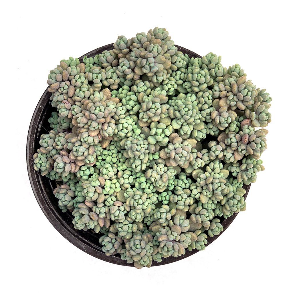 corsican stonecrop succulent Sedum dasyphyllum - Corsican Stonecrop