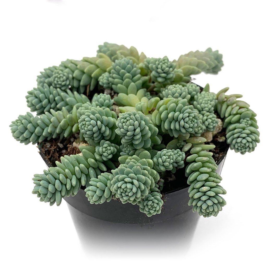 himalayan house plant Sedum dasyphyllum 'Himalayan Skies'
