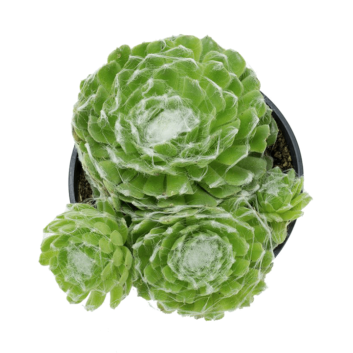 succulents with white webs Sempervivum 'Cebenese'