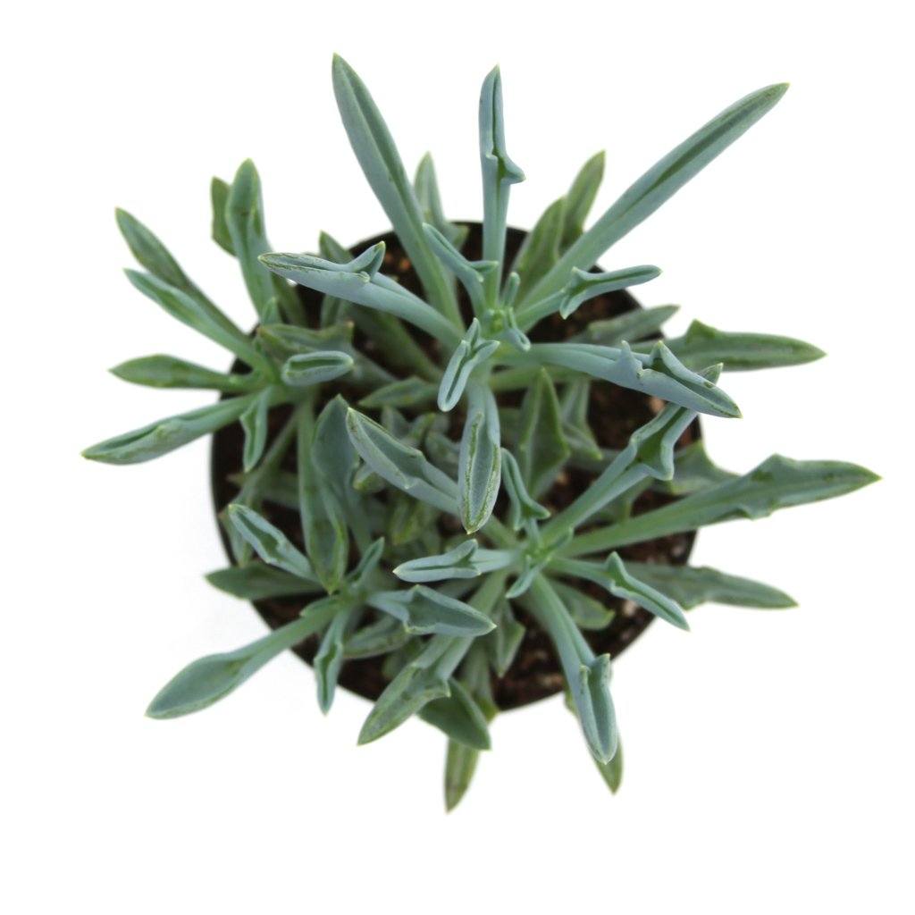 spearhead succulent Senecio kleiniiformis 'Spear Head'