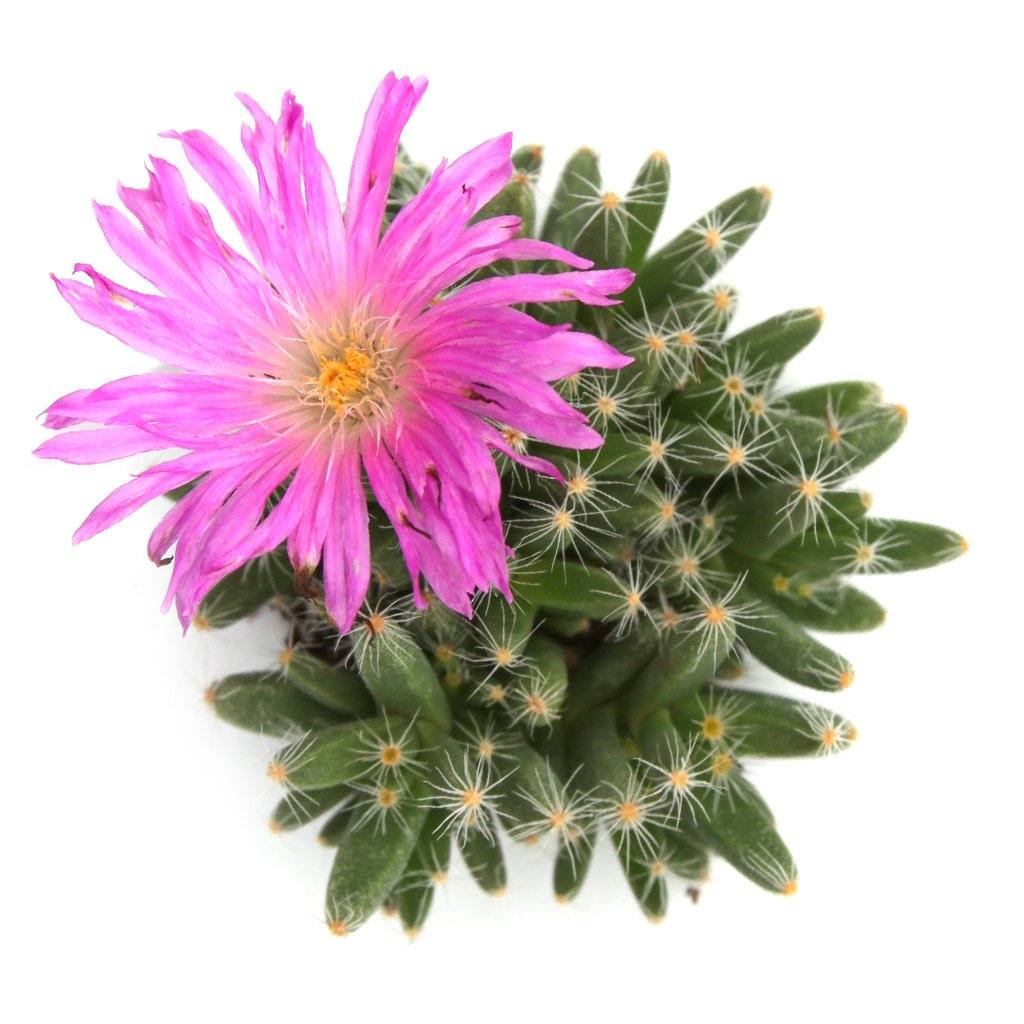 african bonsai succulent Trichodiadema densum 'African Bonsai'