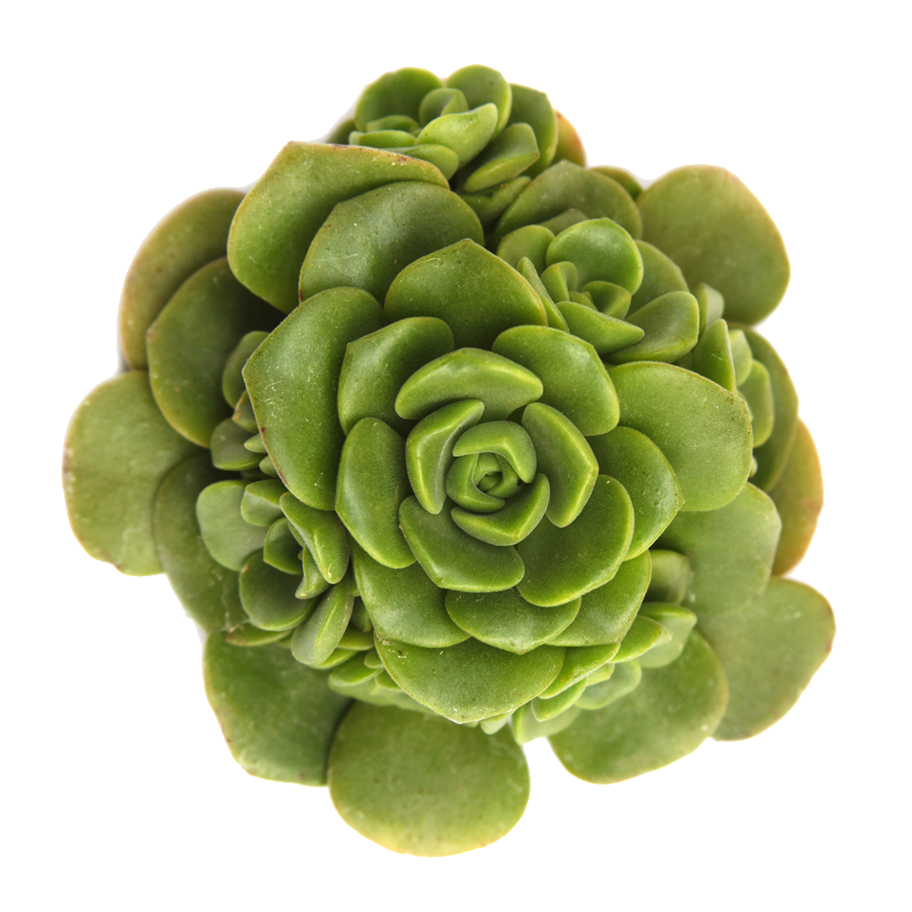 aeonium lily pad succulent care Aeonium 'Lily Pad'